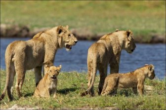 Lion vs Croc