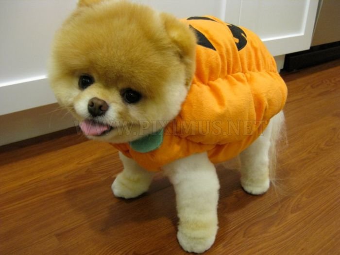 Boo. Everybody Likes This Dog 