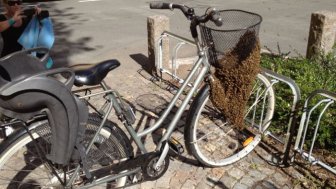 Swarm of Bees Claim Woman’s Bicycle in Sweden
