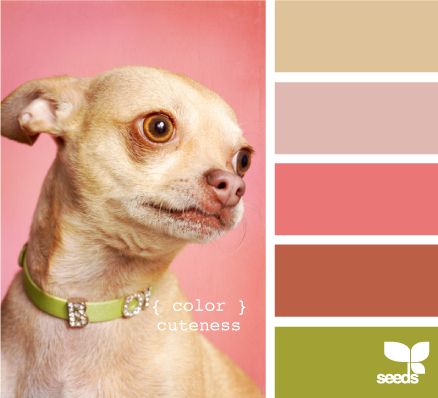 Kittenish And Puppyful Color Palettes
