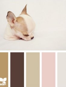 Kittenish And Puppyful Color Palettes