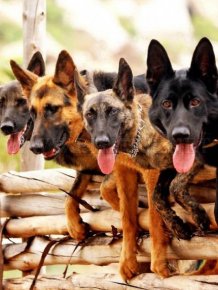 Dogs commandos