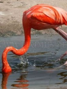 Flamingo Fail 