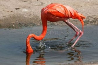 Flamingo Fail 