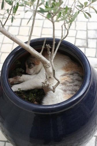 Perfect Places for a Cat to Rest 