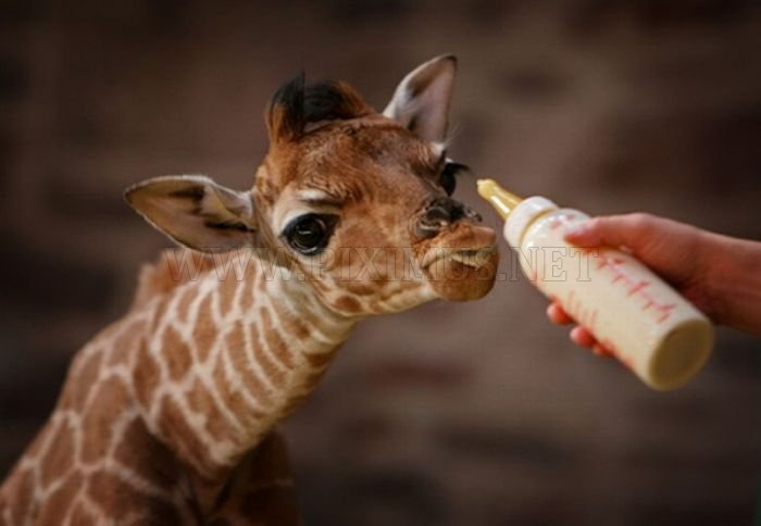 Baby Giraffes 