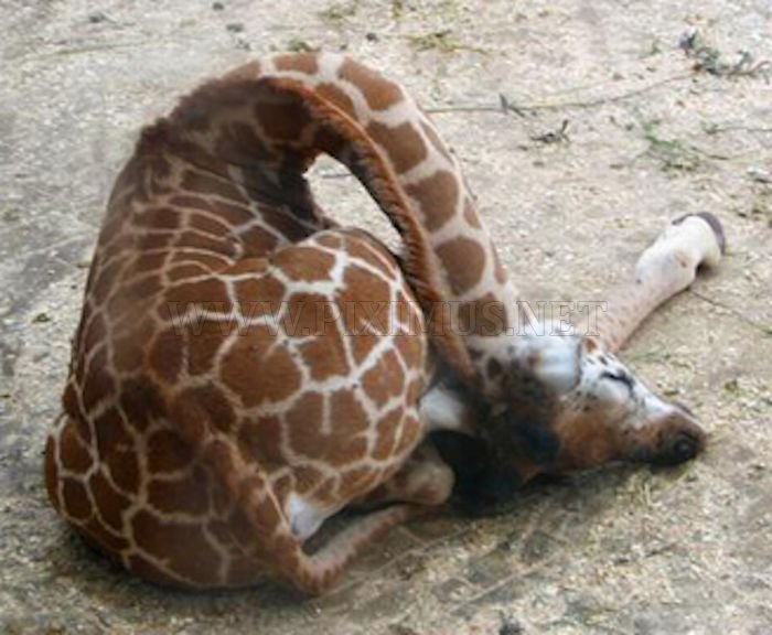 Baby Giraffes 