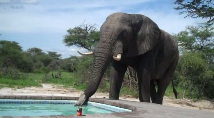 What Happens When You Build a Pool Somewhere in Africa