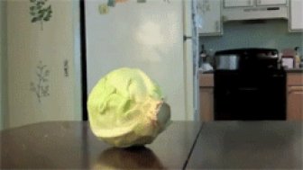 Dog vs. Cabbage