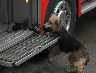 Mother Dog Saves Her Puppies from Fire