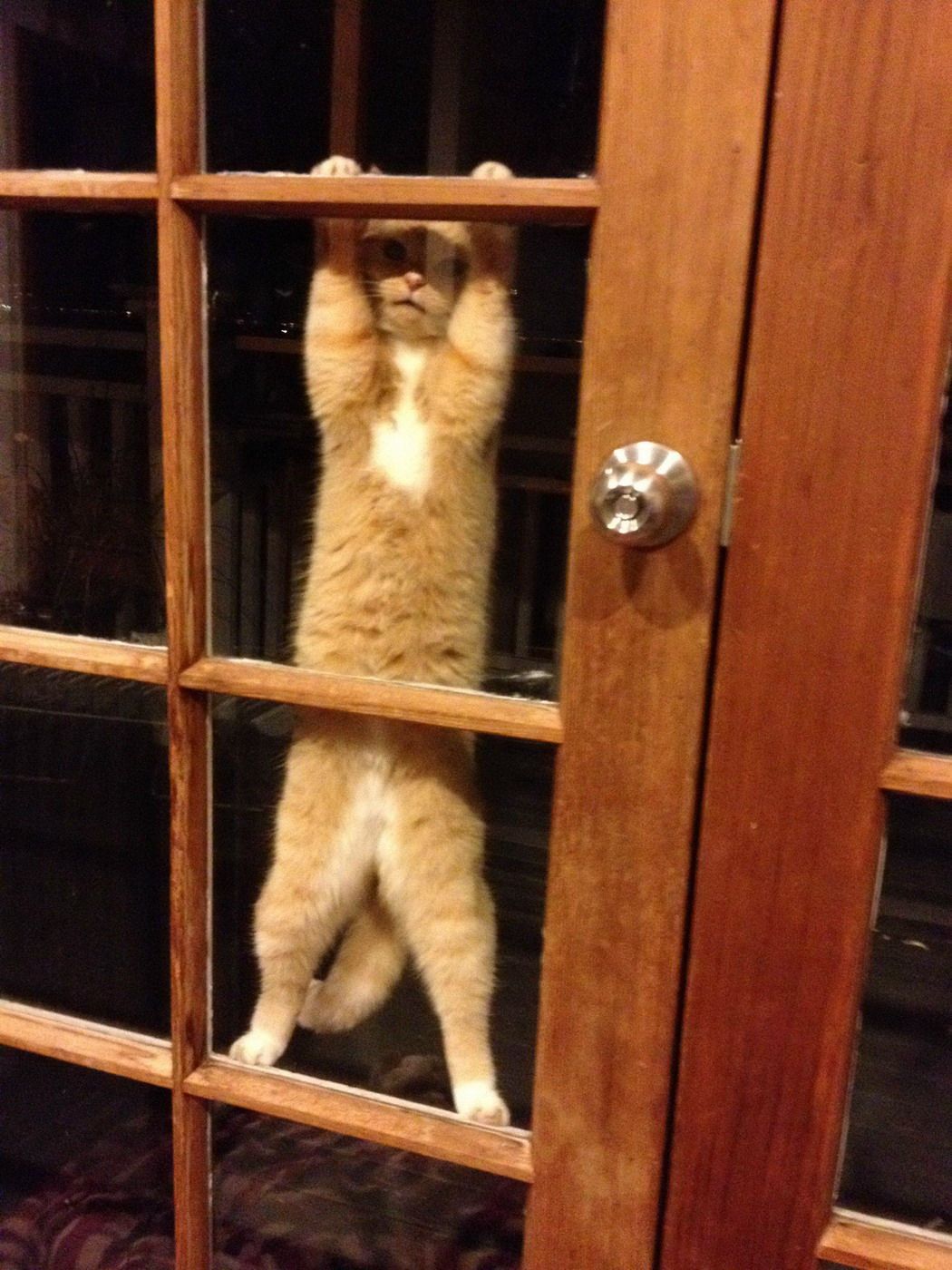 Откройте дверь прикол. Кот за дверью. Дверь для кота. Кот открывает дверь. Кот под дверью.