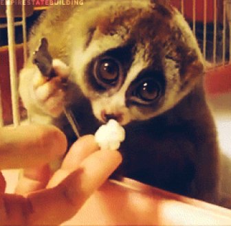 Cute Lemur Eating Popcorn