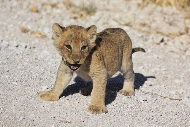 Road Crossing Trouble for Wild Lioness 