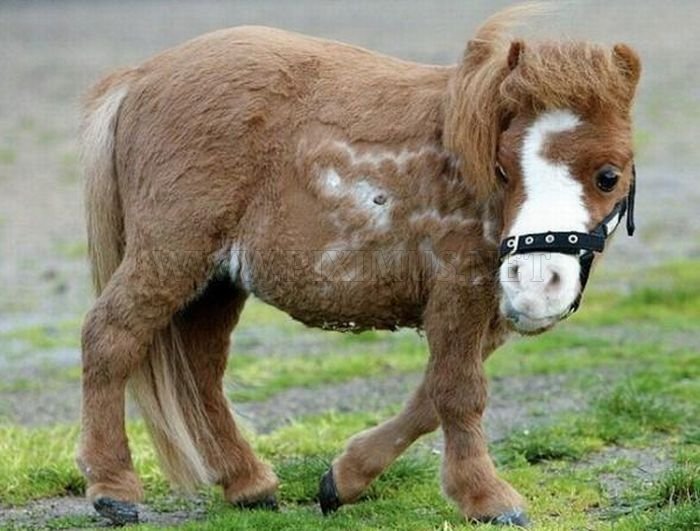 Charming Miniature Horse Koda 