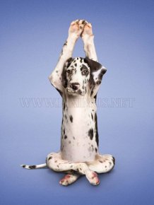 Dog Yoga
