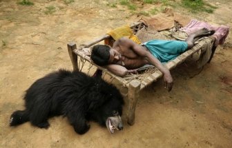 Pet Bear from India