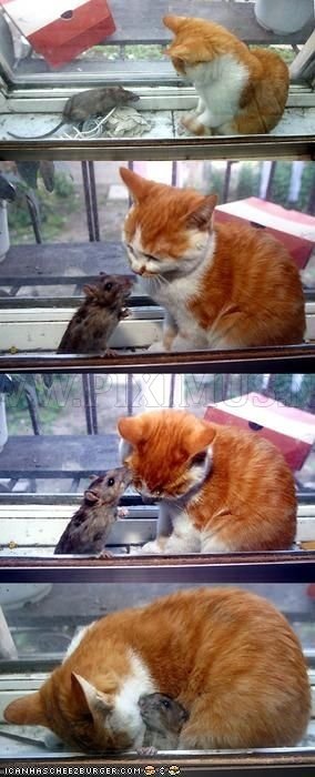 The Cutest Animal Friendship 