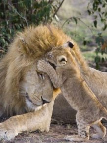 Lion Cubs Meet Their Father