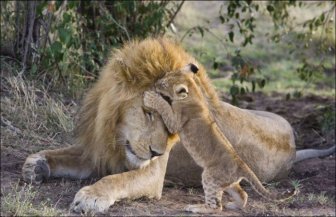 Lion Cubs Meet Their Father