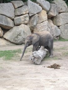 Baby Elephant Falling Over