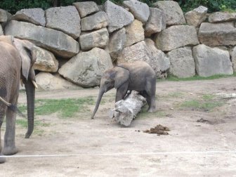 Baby Elephant Falling Over