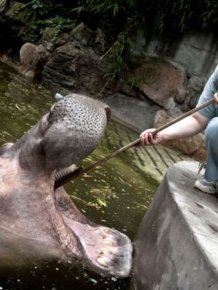 Hippopotamus Teeth Brushing