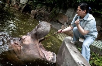 Hippopotamus Teeth Brushing