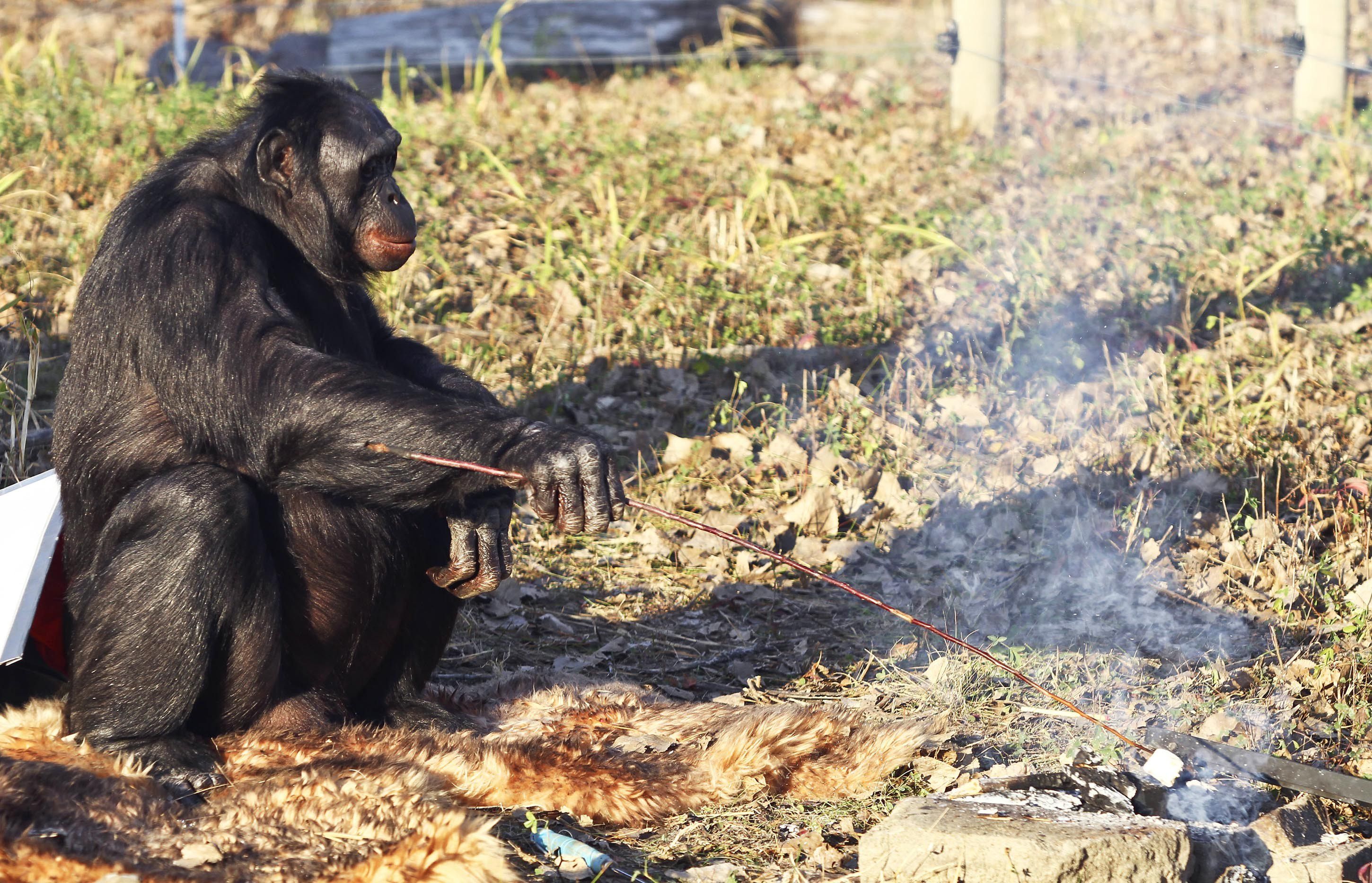 Meet the Fascinating Food Cooking Chimpanzee | Animals