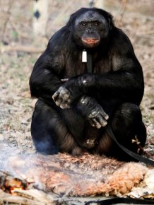 Meet the Fascinating Food Cooking Chimpanzee 