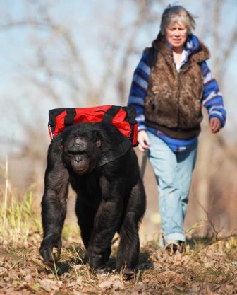 Food Cooking Chimpanzee