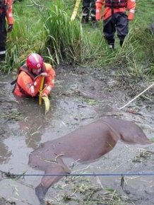 Horse Saved from a Deadly Muddy Pond