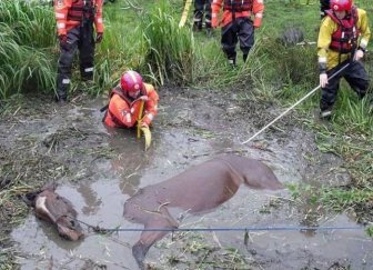 Horse Saved from a Deadly Muddy Pond