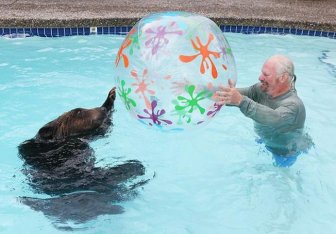 Pet Grizzly Bear