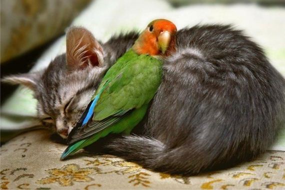 Animals who are totally BFFS
