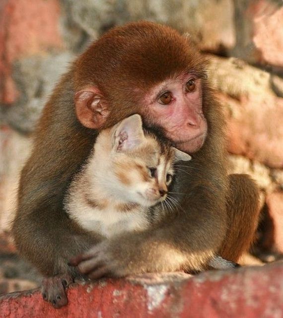 Animals who are totally BFFS