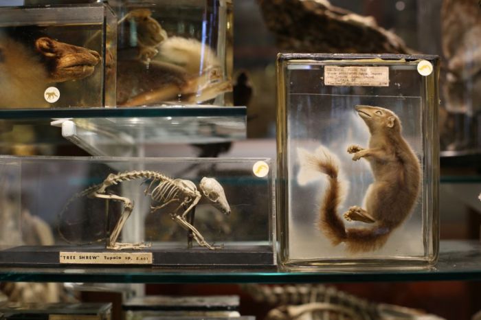 The Grant Museum of Zoology