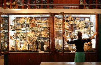 The Grant Museum of Zoology