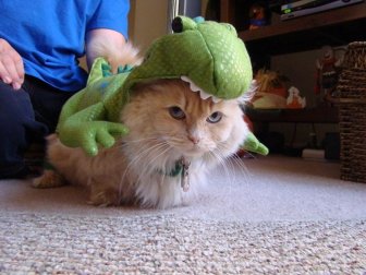 Animals Dressed Up As Dinos