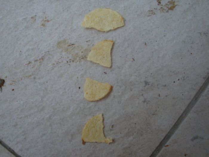 Ants Carrying Chips Up the Wall