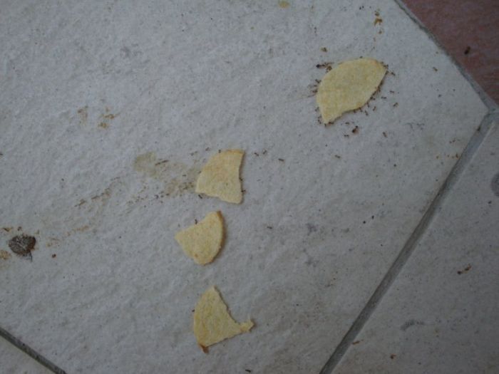 Ants Carrying Chips Up the Wall
