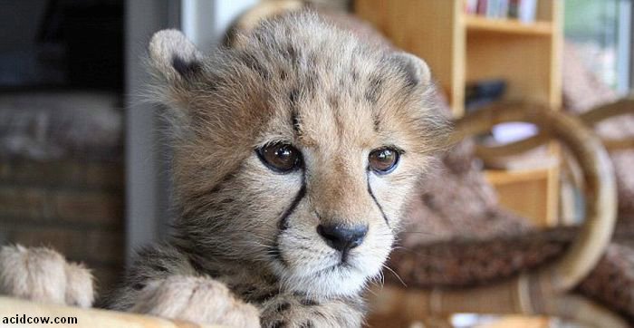 Pet Cheetah Jolie