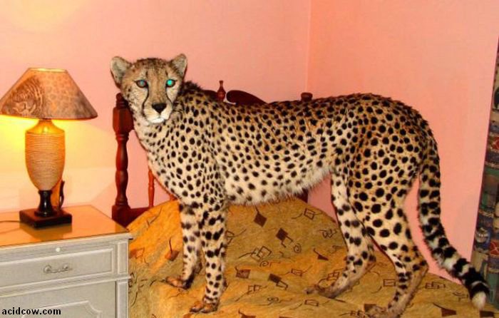 Pet Cheetah Jolie