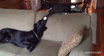 Daily GIFs Mix, part 115