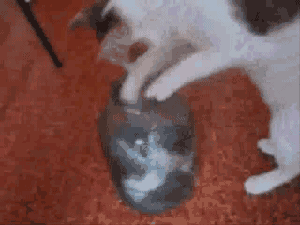 Daily GIFs Mix, part 115