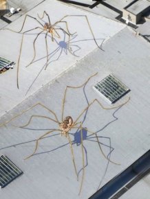 Daddy Long-Legs Overtake the Seattle Center Armory