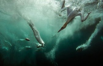 The Winners of British Wildlife Photography Awards 2012