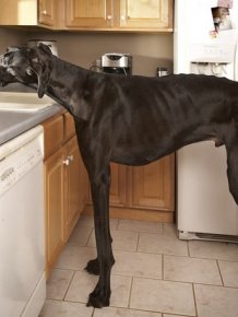 Zeus, the World's Tallest Dog