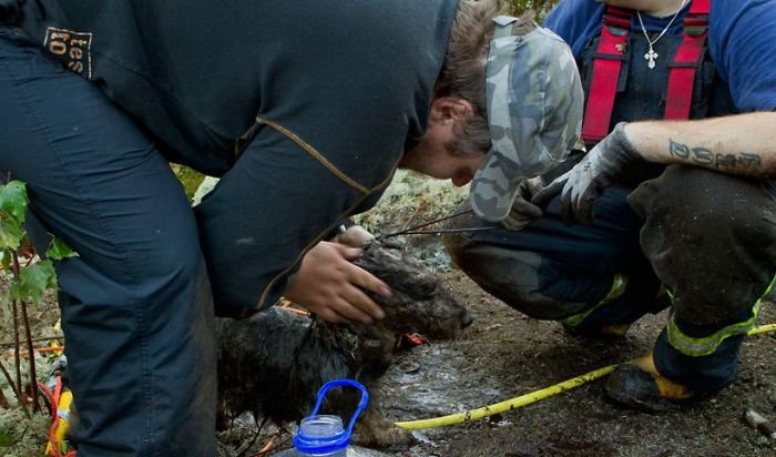 Dogs Rescued After Being Trapped
