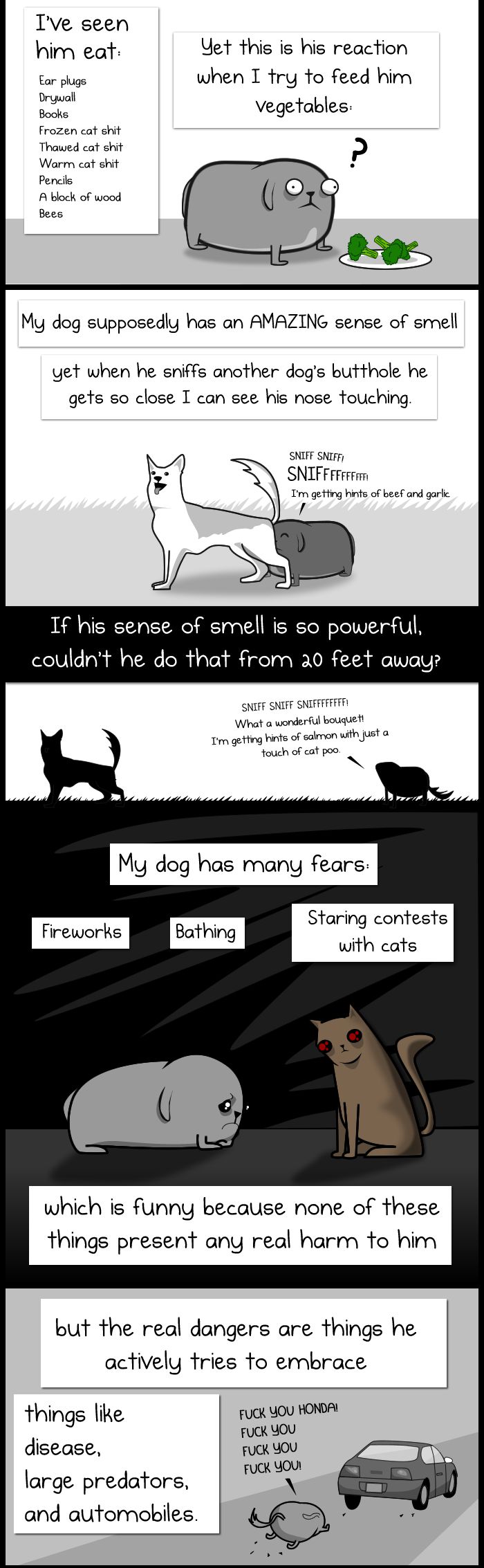 My Dog: The Paradox 