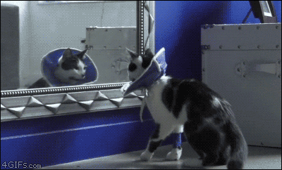 Daily GIFs Mix, part 120